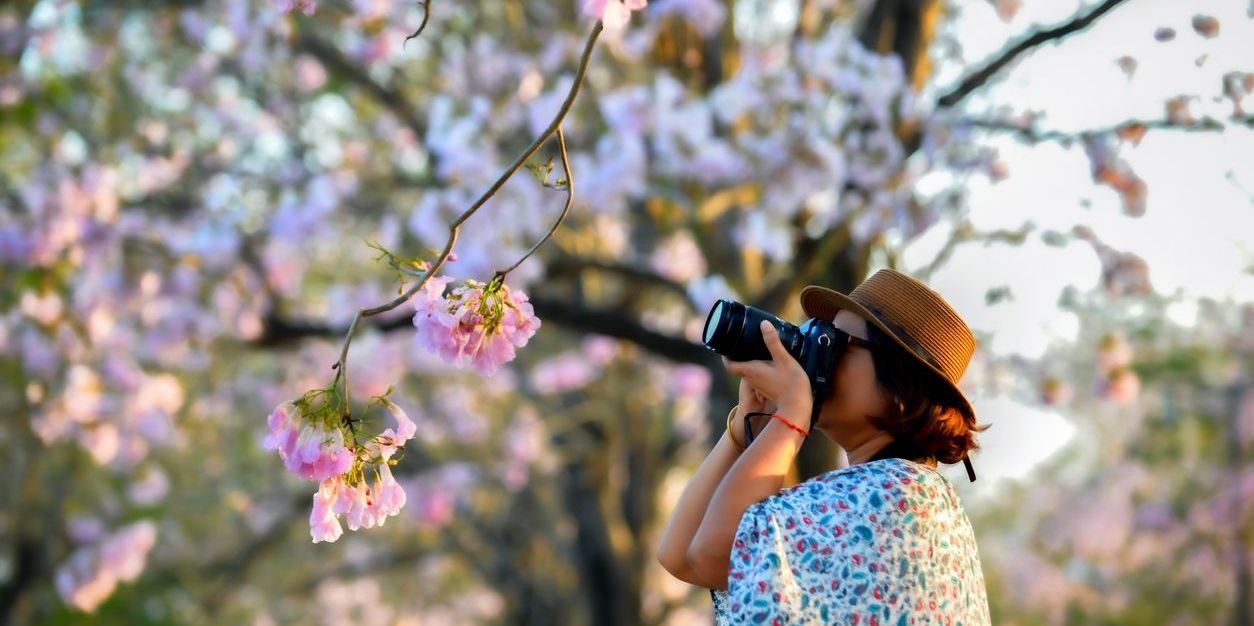 A stock photographer taking a photo of a cherry blossom.